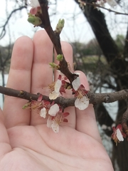 Prunus armeniaca