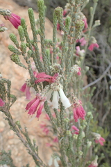 Erica strigilifolia