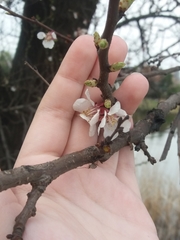 Prunus armeniaca