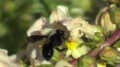 Megachile parietina