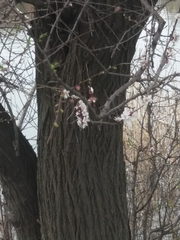Prunus armeniaca