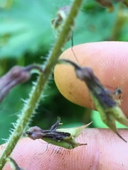 Tolmiea diplomenziesii