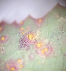 Miyagia pseudosphaeria