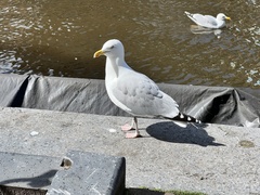 Larus argentatus