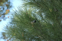 Periparus ater