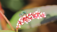 Callistochlora chloris