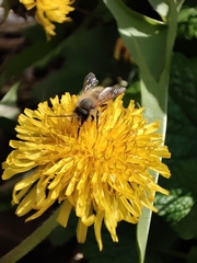 Osmia
