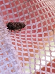 Agallia quadripunctata