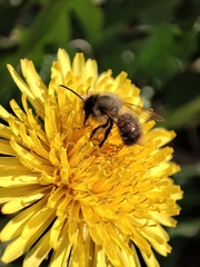 Osmia