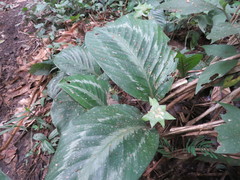 Goeppertia roseopicta