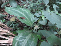 Goeppertia roseopicta
