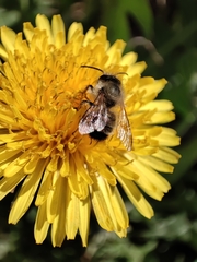 Osmia