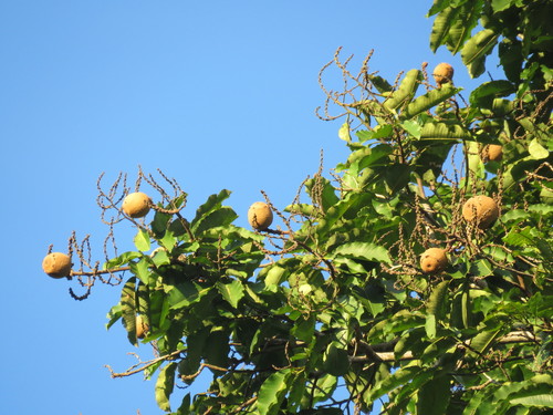 Image of Bertholletia excelsa by (c) Vincent A. Vos, some rights reserved (CC BY)