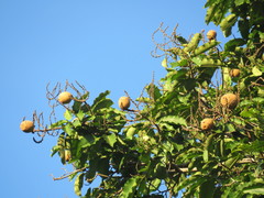 Bertholletia excelsa