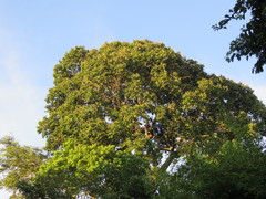 Bertholletia excelsa