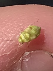 Tropidosteptes quercicola