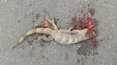 Ctenosaura similis similis