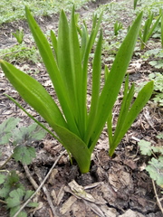 Ornithogalum arcuatum
