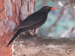 Turdus merula
