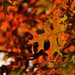 Quercus coccinea - Photo (c) Steven Severinghaus, algunos derechos reservados (CC BY-NC-SA)