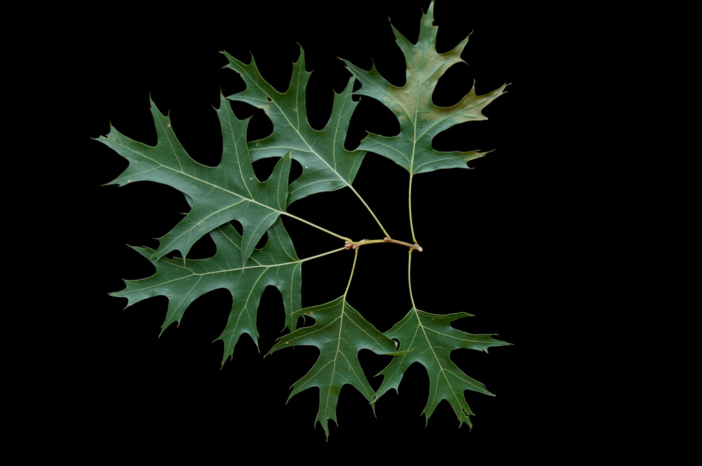 Quercus coccinea — an easy houseplant, prefers full sun light