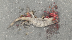 Ctenosaura similis similis