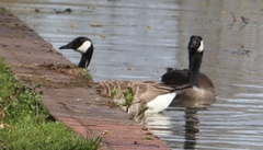 Branta canadensis