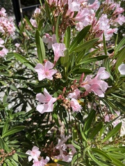 Nerium oleander