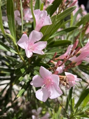 Nerium oleander