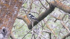 Ficedula semitorquata