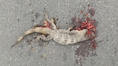 Ctenosaura similis similis