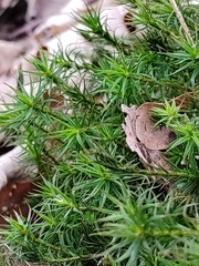 Polytrichum formosum