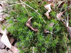 Polytrichum formosum