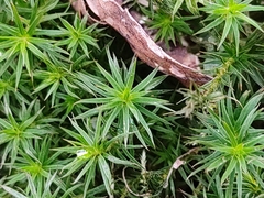 Polytrichum formosum