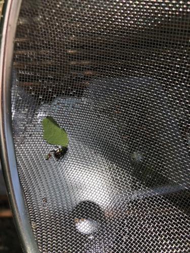 Onthophagus (Onthophagus) concinnus image