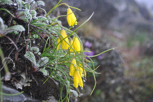 Lloydia oxycarpa