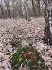 Polytrichum formosum