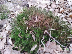 Polytrichum formosum