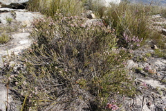 Erica articularis