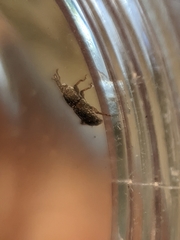 Sitophilus zeamais