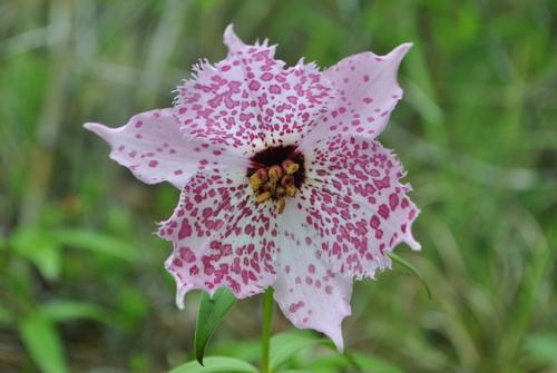 Nomocharis pardanthina
