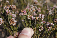 Erica articularis