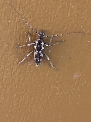 Elaphidion irroratum