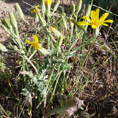 Crepis occidentalis
