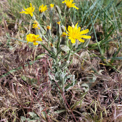Crepis occidentalis