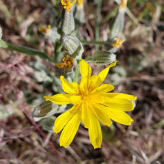 Crepis occidentalis