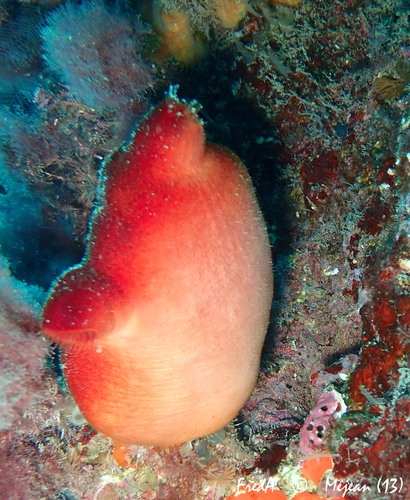 red sea squirt, Bouches-du-Rhône, Provence-Alpes-Côte d'Azur, FR, photo 8 of 10