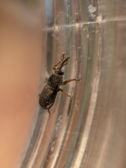 Sitophilus zeamais