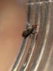 Sitophilus zeamais