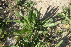 Plantago lagopus